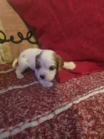 Lily, a female Cavalier King Charles Spaniel for sale in Charles City, IA – 4 of 7