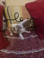 Prince Harry, a male Cavalier King Charles Spaniel for sale in Charles City, IA – 5 of 9