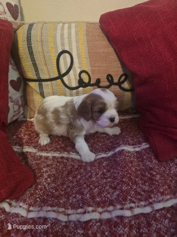 Prince Harry – Cavalier King Charles Spaniel puppy for sale in Charles City, IA