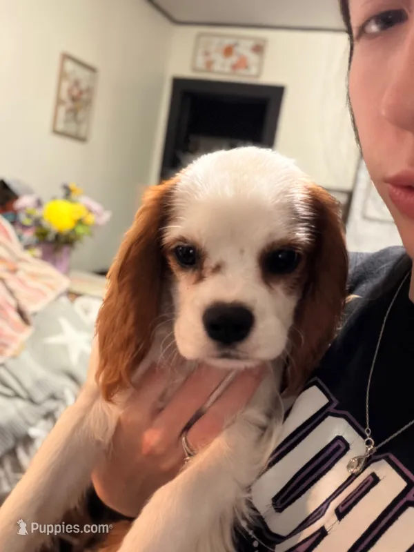 Snowball – Cavalier King Charles Spaniel puppy for sale in Charles City, IA