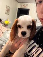 Snowball, a male Cavalier King Charles Spaniel for sale in Charles City, IA – 1 of 6