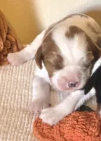 Prince Harry, a male Cavalier King Charles Spaniel for sale in Charles City, IA – 8 of 9