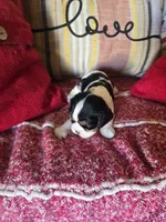 Aurora, a female Cavalier King Charles Spaniel for sale in Charles City, IA – 3 of 8