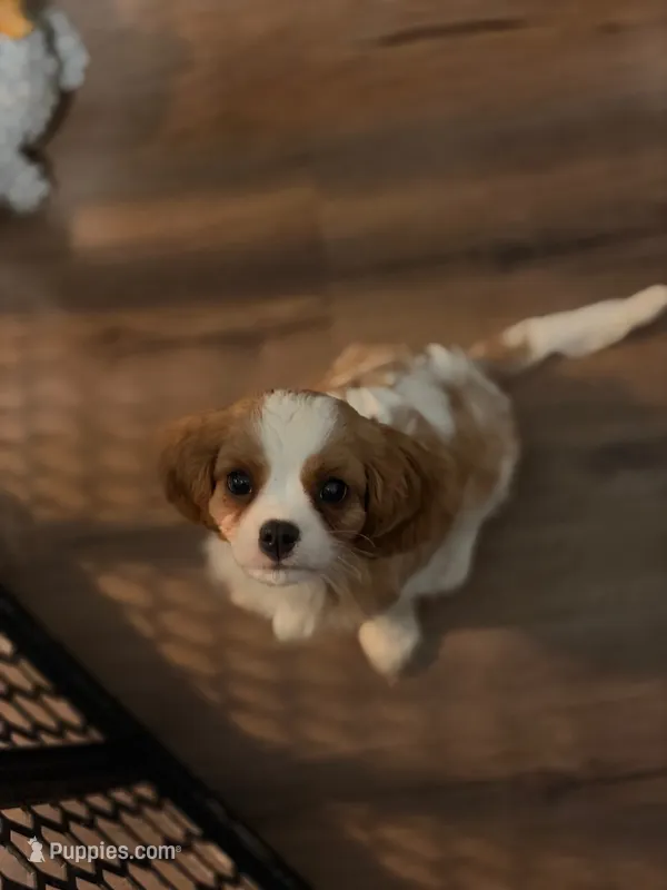 Bear – Cavalier King Charles Spaniel puppy for sale in Charles City, IA