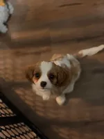 Bear, a male Cavalier King Charles Spaniel for sale in Charles City, IA – 1 of 2