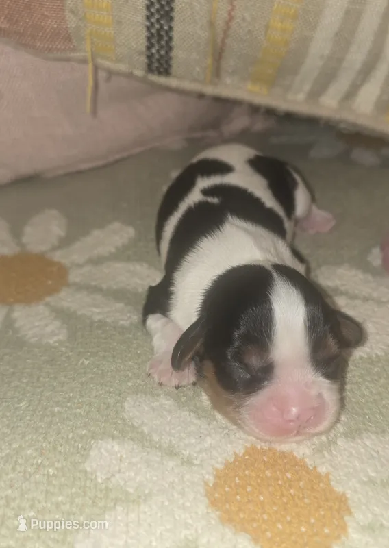 Aurora – Cavalier King Charles Spaniel puppy for sale in Charles City, IA