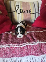 Aurora, a female Cavalier King Charles Spaniel for sale in Charles City, IA – 2 of 8