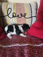 Aurora, a female Cavalier King Charles Spaniel for sale in Charles City, IA – 4 of 8