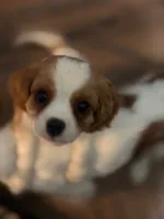 Bear, a male Cavalier King Charles Spaniel for sale in Charles City, IA – 2 of 2