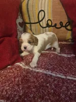 Prince Harry, a male Cavalier King Charles Spaniel for sale in Charles City, IA – 3 of 9