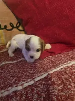 Lily, a female Cavalier King Charles Spaniel for sale in Charles City, IA – 2 of 7