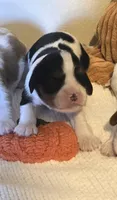 Aurora, a female Cavalier King Charles Spaniel for sale in Charles City, IA – 5 of 8