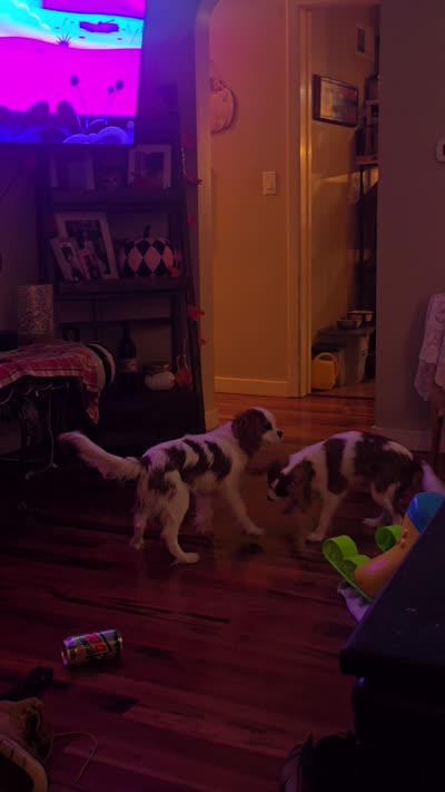 Snowball, a male Cavalier King Charles Spaniel for sale in Charles City, IA – 2 of 8