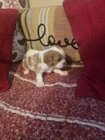 Prince Harry, a male Cavalier King Charles Spaniel for sale in Charles City, IA – 2 of 9