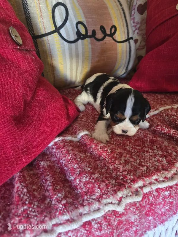 Aurora – Cavalier King Charles Spaniel puppy for sale in Charles City, IA