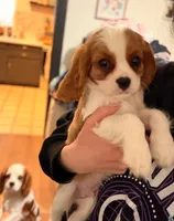 Paw, a male Cavalier King Charles Spaniel for sale in Charles City, IA – 2 of 2