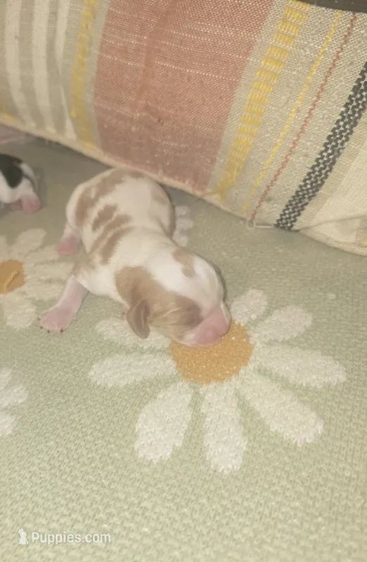 Prince Harry – Cavalier King Charles Spaniel puppy for sale in Charles City, IA
