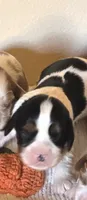 Aurora, a female Cavalier King Charles Spaniel for sale in Charles City, IA – 7 of 8
