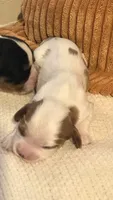Lily, a female Cavalier King Charles Spaniel for sale in Charles City, IA – 6 of 7