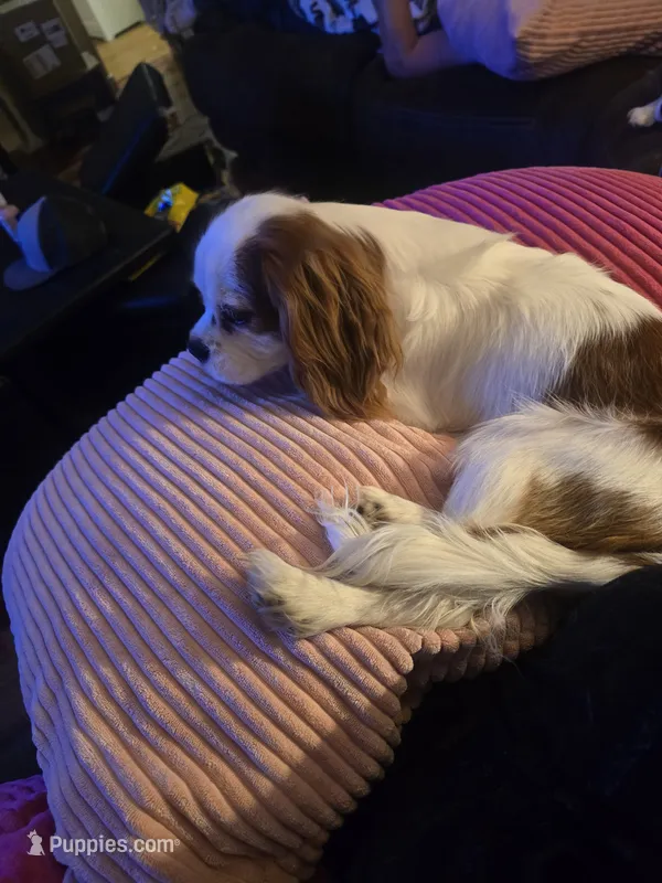 Snowball – Cavalier King Charles Spaniel puppy for sale in Charles City, IA