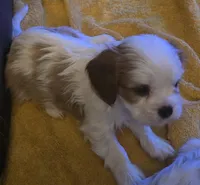 Snowball, a male Cavalier King Charles Spaniel for sale in Charles City, IA – Photo 2 of 5