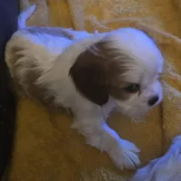 Snowball, a male Cavalier King Charles Spaniel for sale in Charles City, IA – Photo 3 of 5