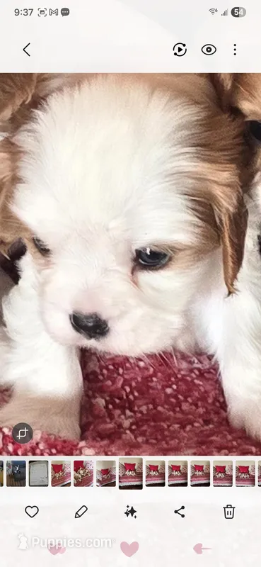 Snowball – Cavalier King Charles Spaniel puppy for sale in Charles City, IA