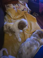 Snowball, a male Cavalier King Charles Spaniel for sale in Charles City, IA – Photo 5 of 5