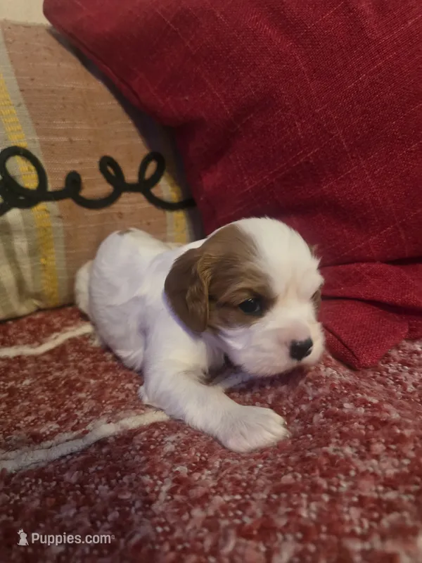 Lily – Cavalier King Charles Spaniel puppy for sale in Charles City, IA
