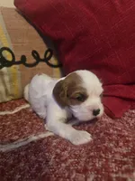 Lily, a female Cavalier King Charles Spaniel for sale in Charles City, IA – 1 of 7