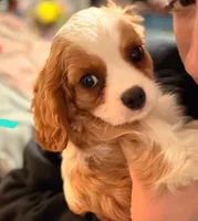 Paw, a male Cavalier King Charles Spaniel for sale in Charles City, IA – 1 of 2