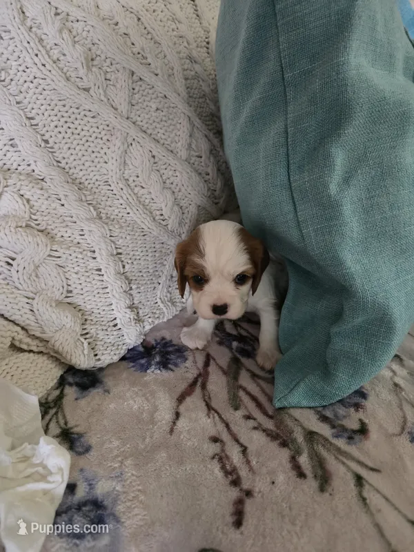 Lily – Cavalier King Charles Spaniel puppy for sale in Charles City, IA