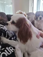 Snowball, a male Cavalier King Charles Spaniel for sale in Charles City, IA – 3 of 8