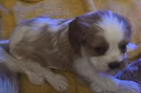 Hemingway , a male Cavalier King Charles Spaniel for sale in Charles City, IA – Photo 2 of 3