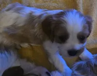 Hemingway , a male Cavalier King Charles Spaniel for sale in Charles City, IA – Photo 3 of 3