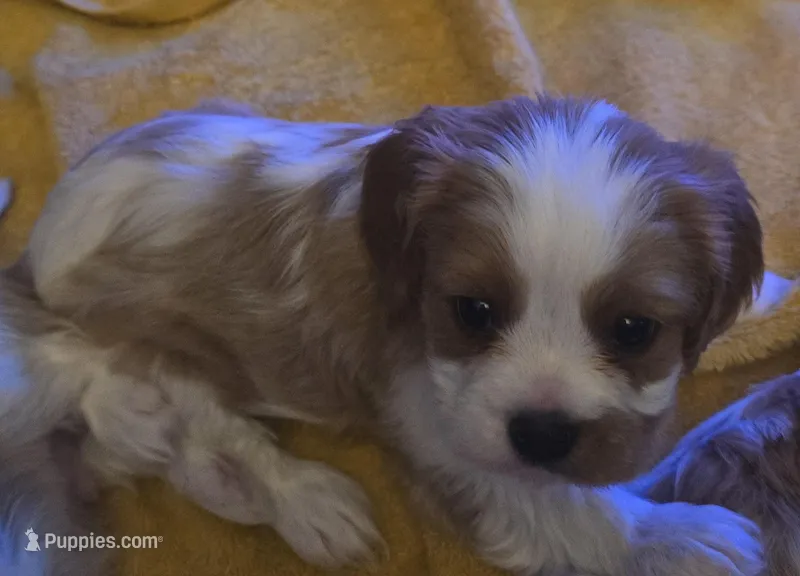 Hemingway  – Cavalier King Charles Spaniel puppy for sale in Charles City, IA