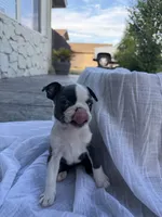 Lily CKC, a female Boston Terrier for sale in Ceres, CA – 3 of 9