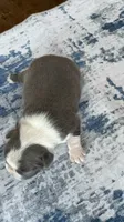 Max CKC, a male Boston Terrier for sale in Ceres, CA – 7 of 7