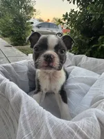 Max, a female Boston Terrier for sale in Ceres, CA – 3 of 10