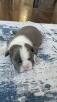 Max CKC, a male Boston Terrier for sale in Ceres, CA – 2 of 7