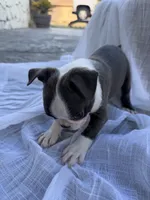 Lily CKC, a female Boston Terrier for sale in Ceres, CA – 8 of 9