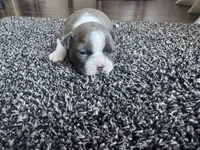 Lily CKC, a female Boston Terrier for sale in Ceres, CA – 2 of 6