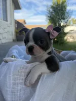 Ava CKC, a female Boston Terrier for sale in Ceres, CA – 2 of 7