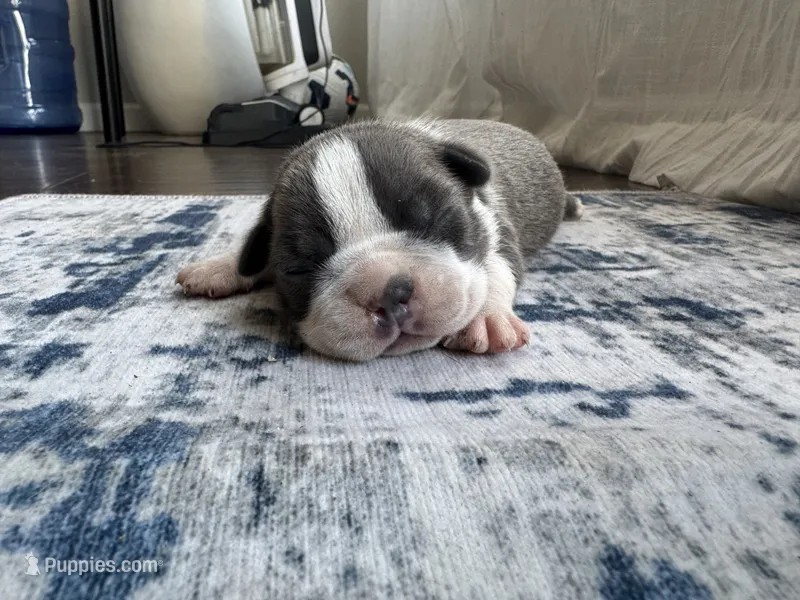 Ivy CKC – Boston Terrier puppy for sale in Ceres, CA