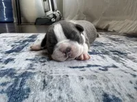Ivy CKC, a female Boston Terrier for sale in Ceres, CA – 1 of 8