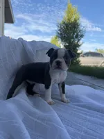 Lily CKC, a female Boston Terrier for sale in Ceres, CA – 6 of 9