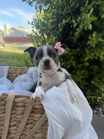 Ava CKC, a female Boston Terrier for sale in Ceres, CA – 1 of 7