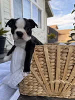 Rocky CKC, a male Boston Terrier for sale in Ceres, CA – 3 of 9