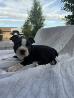 Maple CKC, a female Boston Terrier for sale in Ceres, CA – 6 of 8