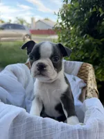 Lily CKC, a female Boston Terrier for sale in Ceres, CA – 7 of 9